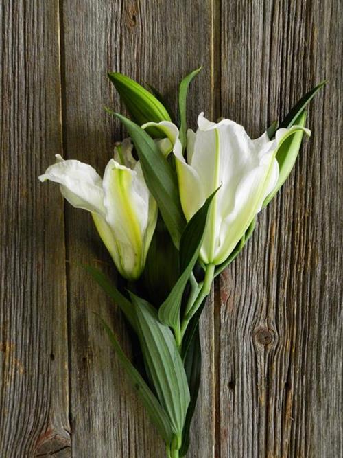 CRYSTAL WHITE 3/WHITE ORIENTAL LILY